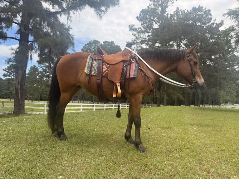 American Quarter Horse Klacz 14 lat Gniada in Guyton