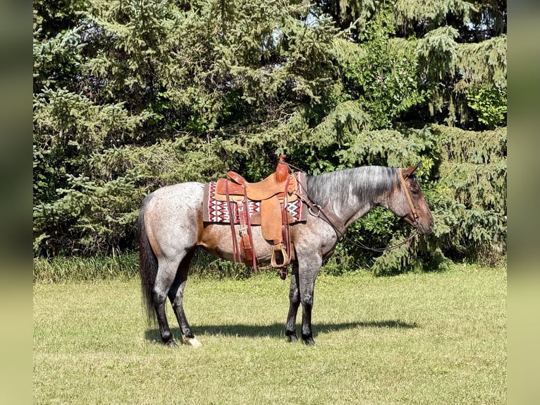 American Quarter Horse Klacz 14 lat Gniadodereszowata in Cannon Falls