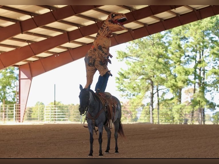 American Quarter Horse Klacz 14 lat Karodereszowata in Bee Branch