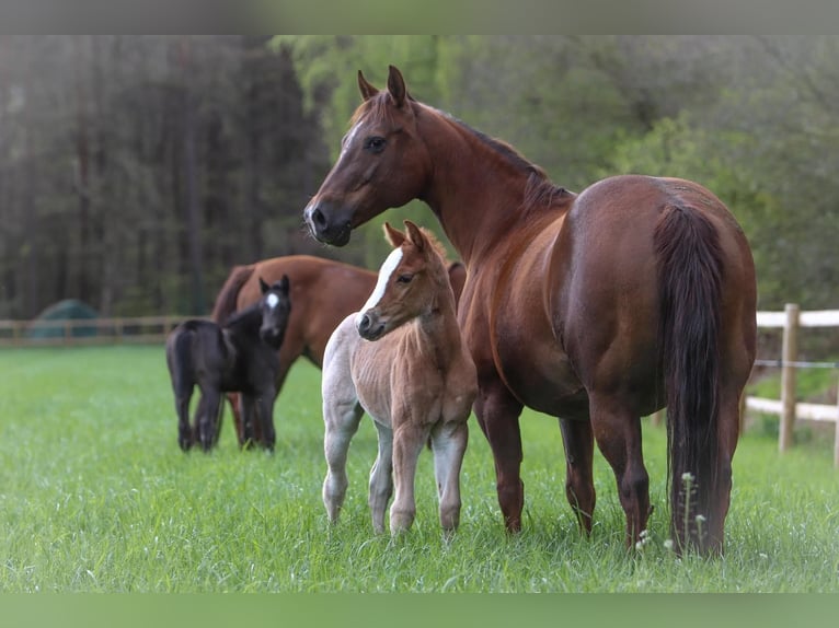 American Quarter Horse Klacz 14 lat in Schladming