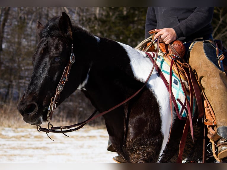 American Quarter Horse Klacz 14 lat Tobiano wszelkich maści in Mt. Grove, MO