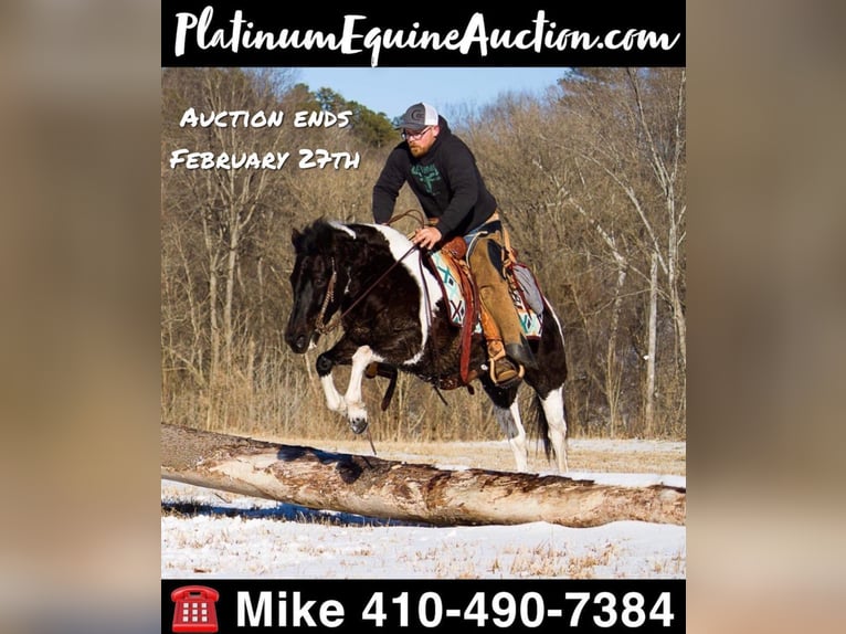 American Quarter Horse Klacz 14 lat Tobiano wszelkich maści in Mt. Grove, MO