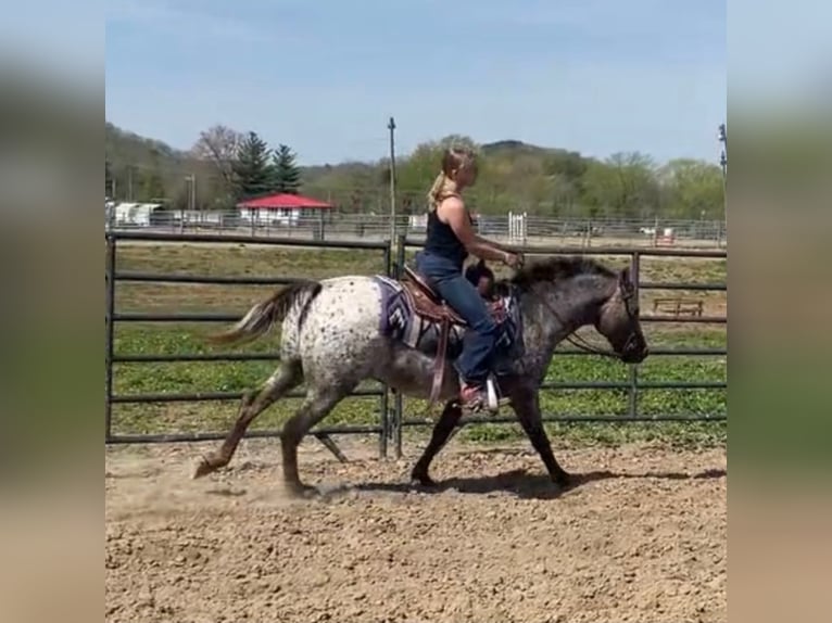 American Quarter Horse Klacz 15 lat 137 cm Ciemnokasztanowata in Borden IN