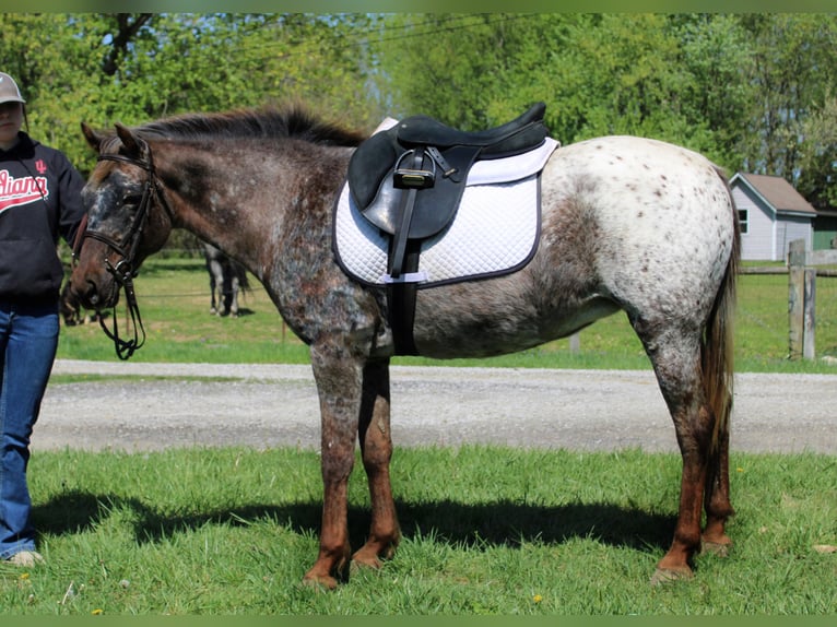 American Quarter Horse Klacz 15 lat 137 cm Ciemnokasztanowata in Borden IN