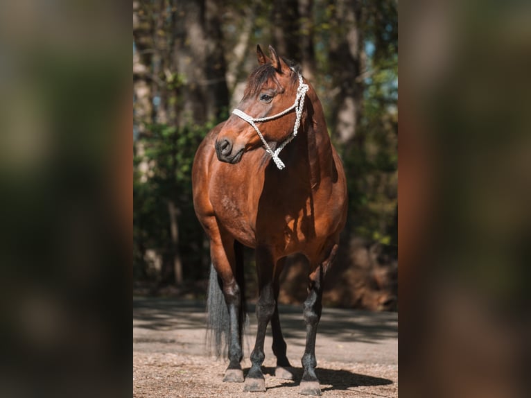 American Quarter Horse Klacz 15 lat 142 cm Gniada in Portage