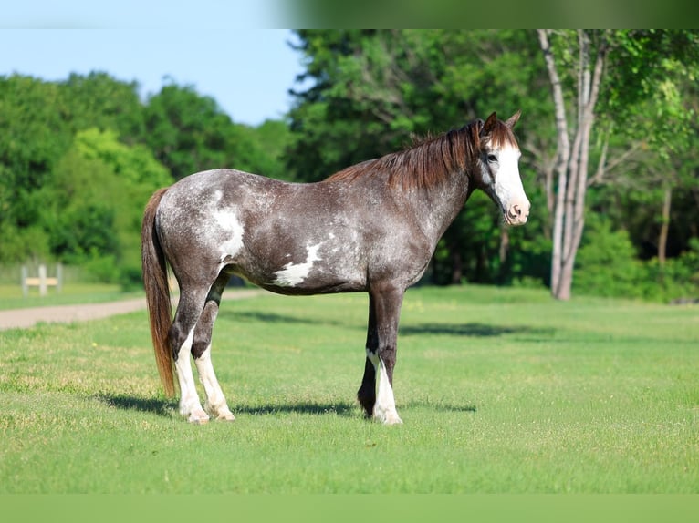 American Quarter Horse Klacz 15 lat 142 cm Srokata in Forney