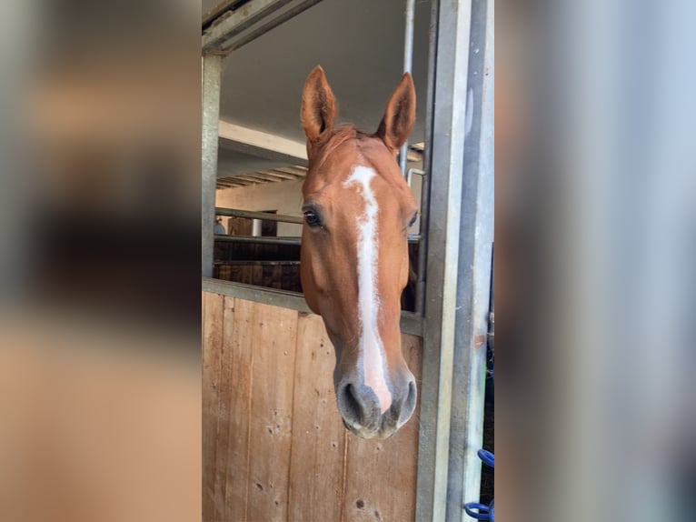 American Quarter Horse Klacz 15 lat 145 cm Kasztanowata in Ditzingen