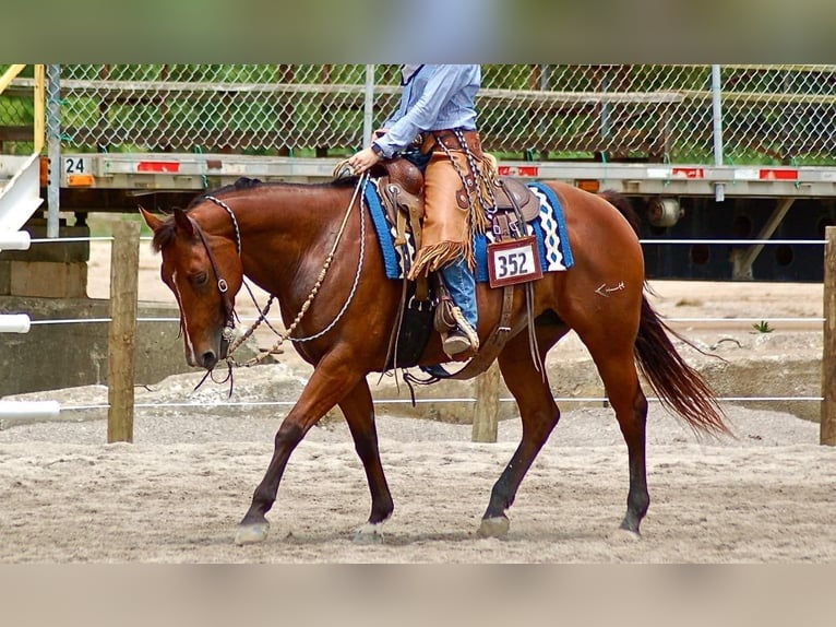 American Quarter Horse Klacz 15 lat 147 cm Gniada in Rineyville KY