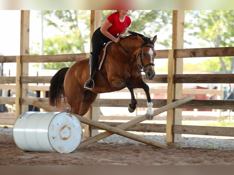 American Quarter Horse Klacz 15 lat 147 cm Jelenia in Quitman