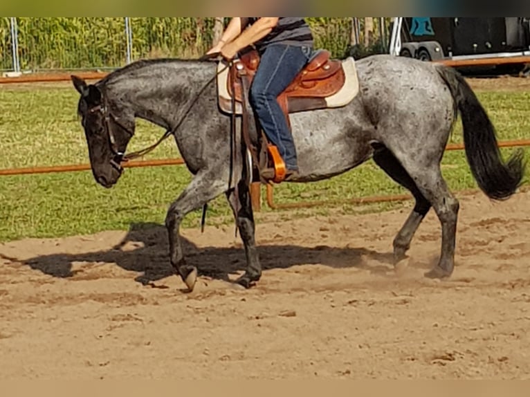 American Quarter Horse Klacz 15 lat 148 cm Karodereszowata in Osnabrück