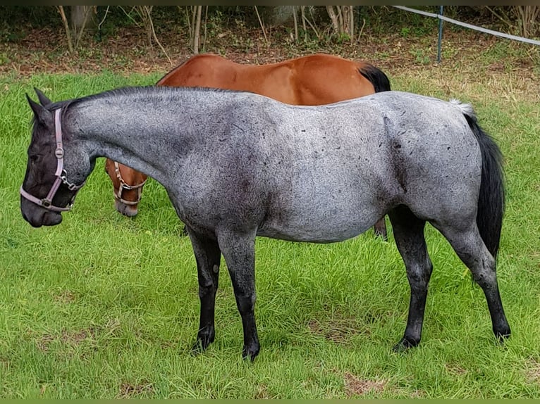 American Quarter Horse Klacz 15 lat 148 cm Karodereszowata in Osnabrück