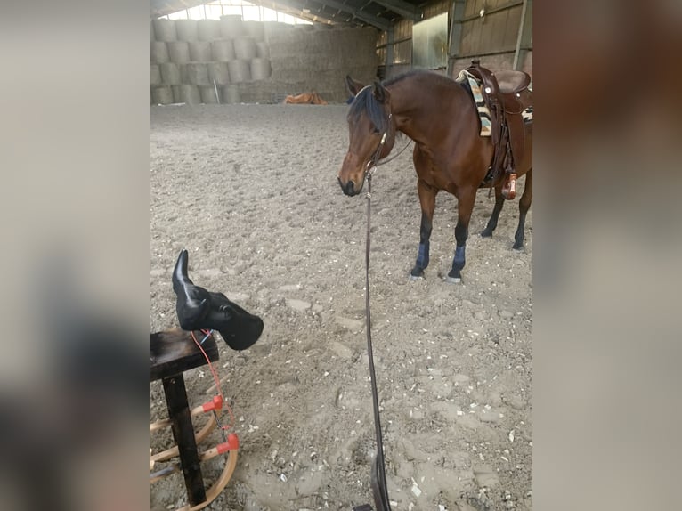 American Quarter Horse Mix Klacz 15 lat 149 cm Gniada in Alsdorf