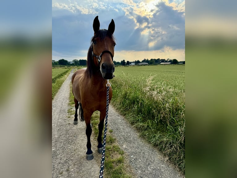 American Quarter Horse Mix Klacz 15 lat 149 cm Gniada in Alsdorf