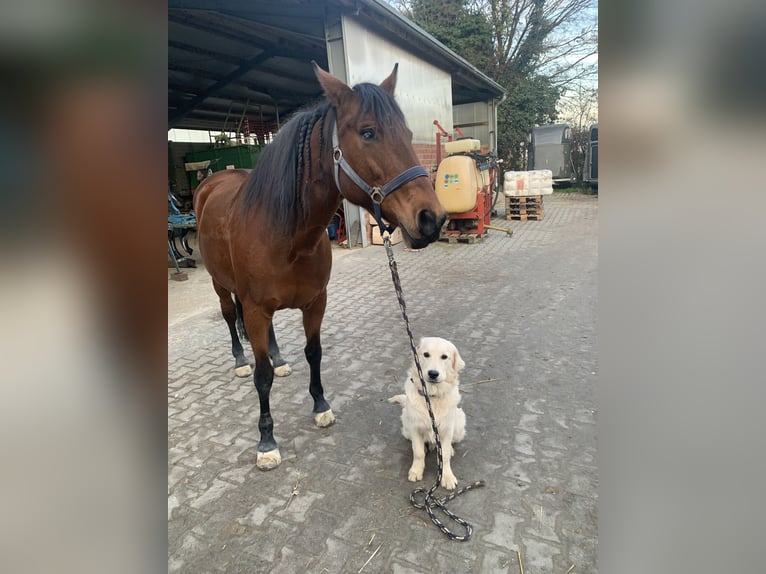American Quarter Horse Mix Klacz 15 lat 149 cm Gniada in Alsdorf