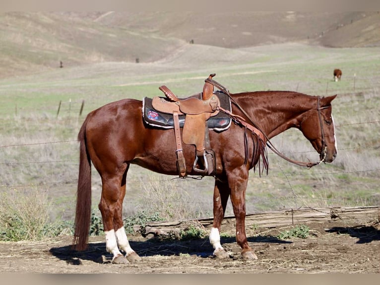 American Quarter Horse Klacz 15 lat 150 cm Ciemnokasztanowata in Bitterwater CA