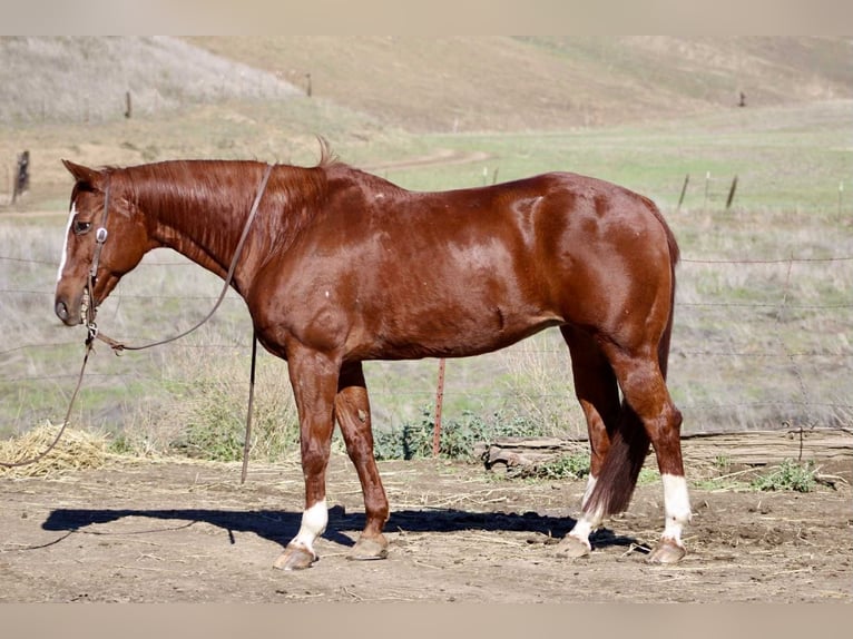 American Quarter Horse Klacz 15 lat 150 cm Ciemnokasztanowata in Bitterwater CA