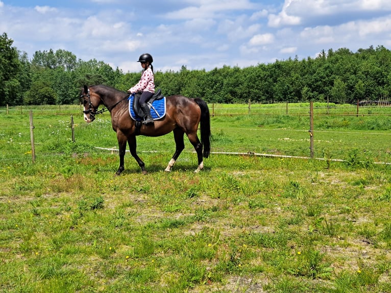 American Quarter Horse Klacz 15 lat 150 cm Gniada in Dessel