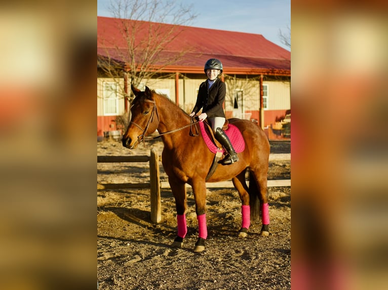 American Quarter Horse Klacz 15 lat 150 cm Gniada in Fort Collins
