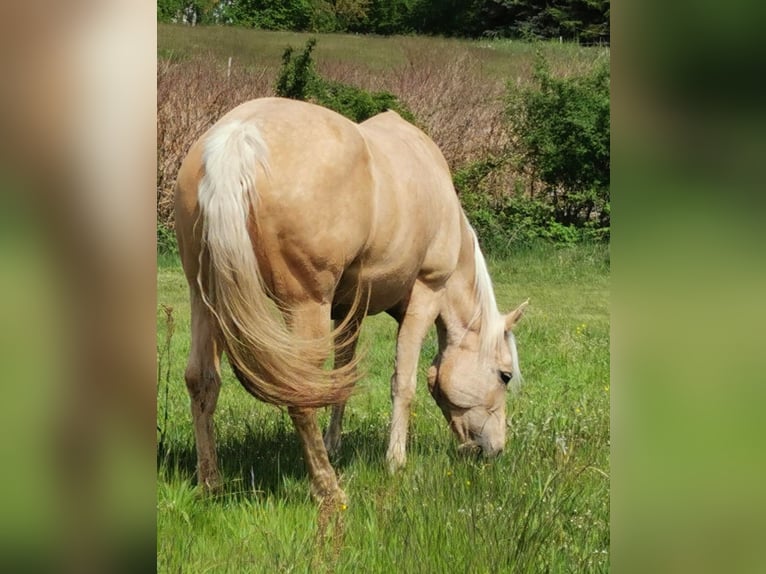 American Quarter Horse Klacz 15 lat 150 cm Izabelowata in Landolfshausen