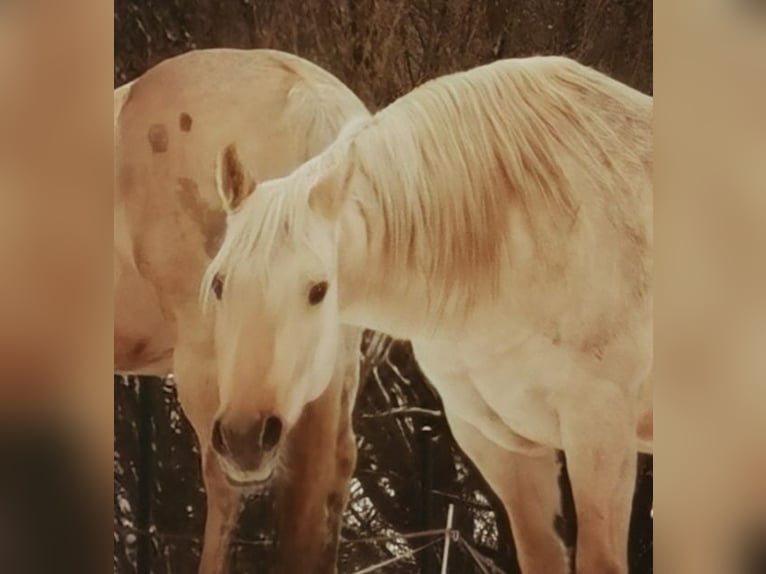 American Quarter Horse Klacz 15 lat 150 cm Izabelowata in Landolfshausen