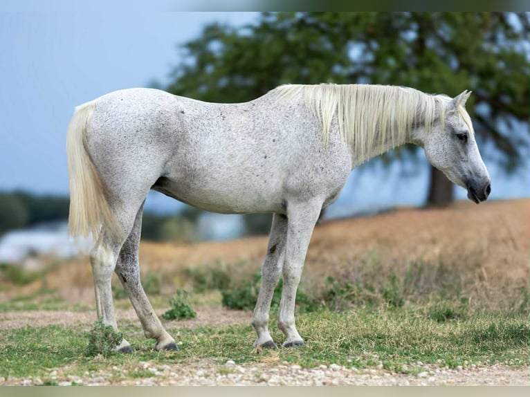 American Quarter Horse Klacz 15 lat 150 cm Siwa in Weatherford TX