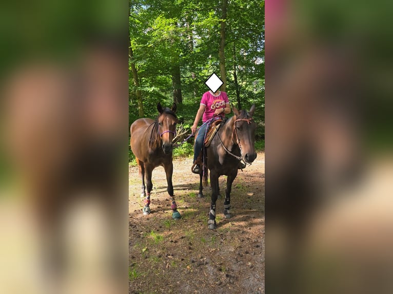 American Quarter Horse Klacz 15 lat 151 cm Gniada in Seevetal