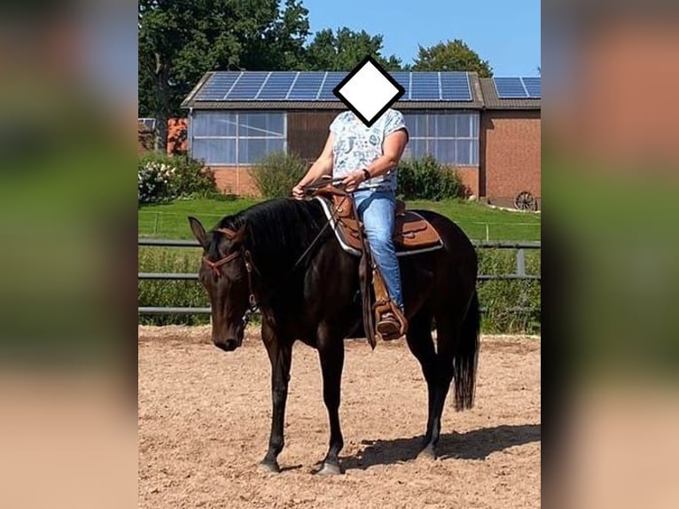 American Quarter Horse Klacz 15 lat 151 cm Gniada in Seevetal