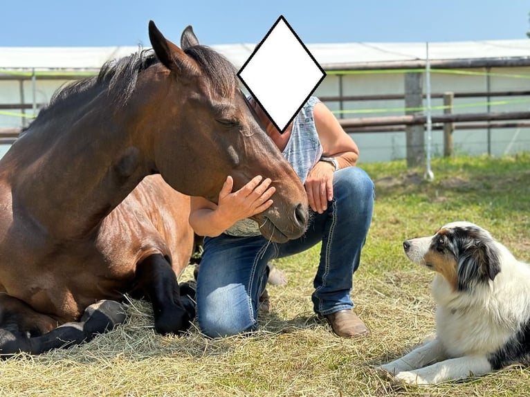 American Quarter Horse Klacz 15 lat 151 cm Gniada in Seevetal