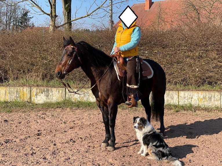 American Quarter Horse Klacz 15 lat 151 cm Gniada in Seevetal