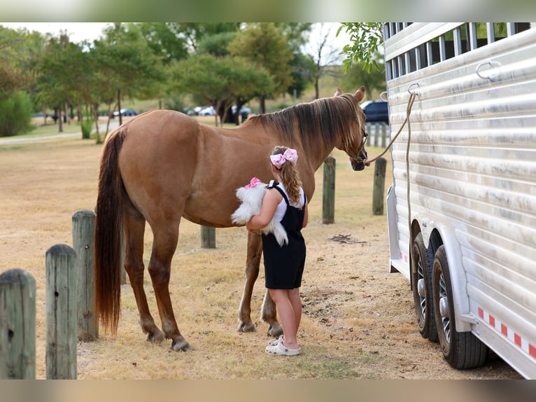 American Quarter Horse Klacz 15 lat 152 cm Bułana in Terrell