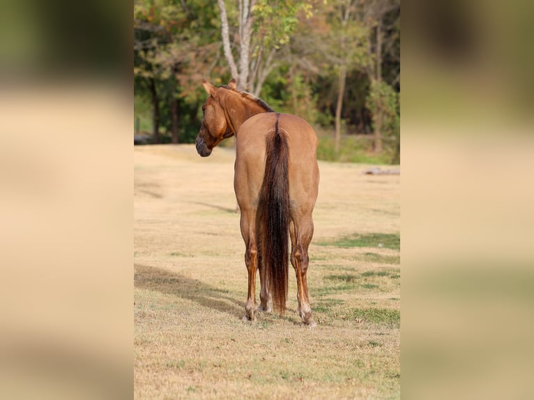 American Quarter Horse Klacz 15 lat 152 cm Bułana in Terrell