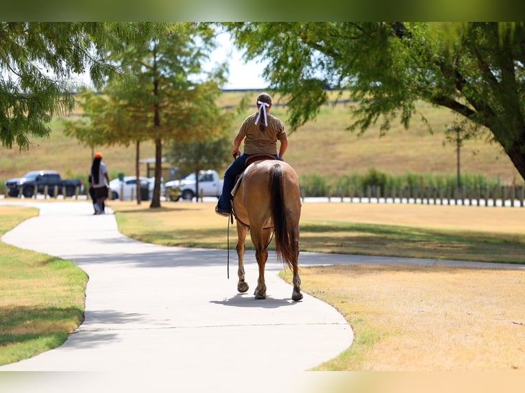 American Quarter Horse Klacz 15 lat 152 cm Bułana in Terrell