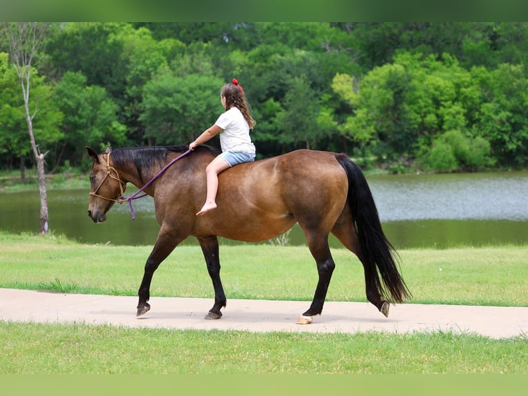American Quarter Horse Klacz 15 lat 152 cm Gniada in Forney
