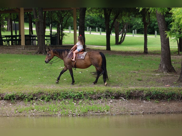 American Quarter Horse Klacz 15 lat 152 cm Gniada in Forney