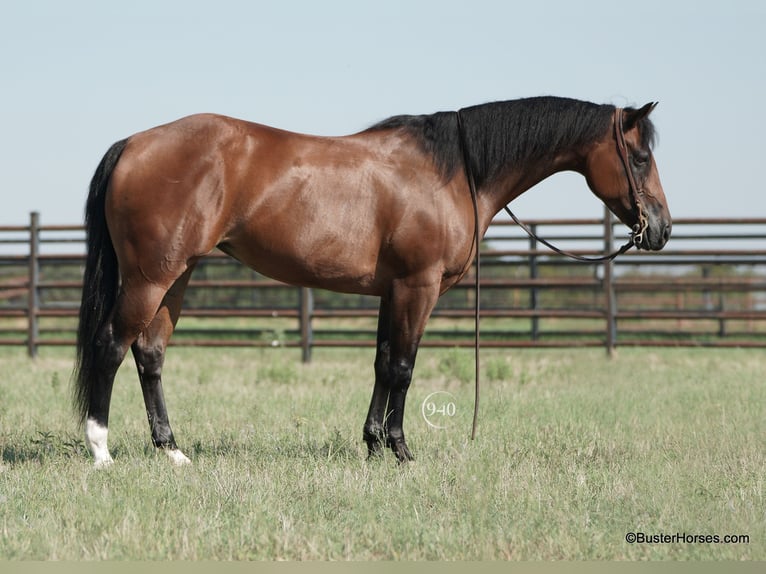American Quarter Horse Klacz 15 lat 152 cm Gniada in weatherford tx