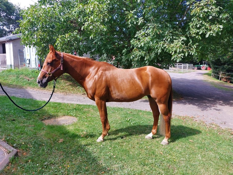 American Quarter Horse Klacz 15 lat 152 cm Kasztanowata in Neuwied American Quarter Horse Klacz 15 lat 152 cm Kasztanowata in Neuwied
