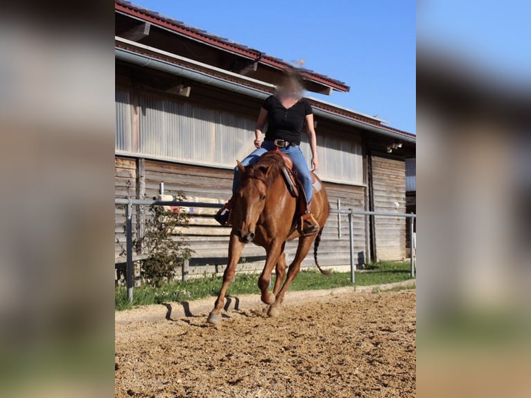 American Quarter Horse Klacz 15 lat 152 cm Kasztanowata in Stöttwang