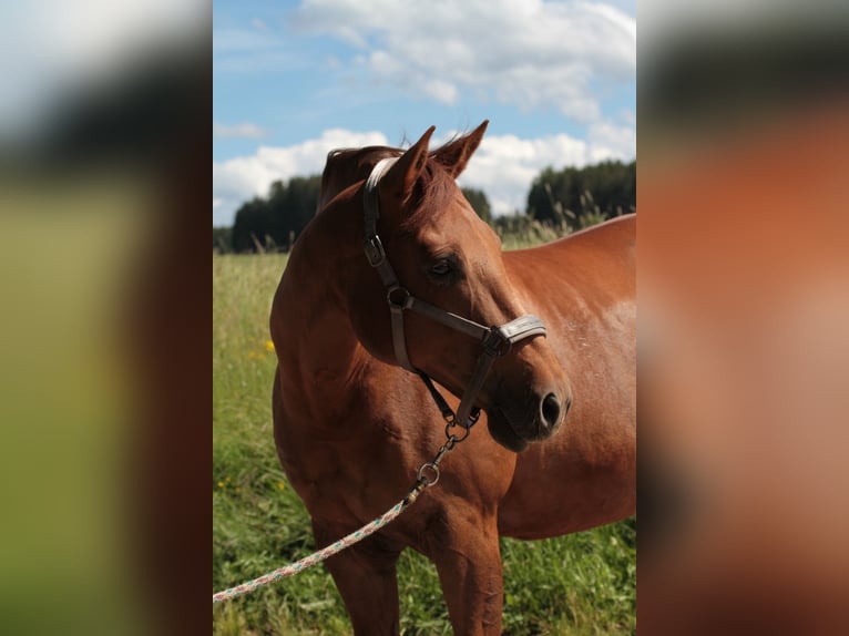 American Quarter Horse Klacz 15 lat 152 cm Kasztanowata in Stöttwang