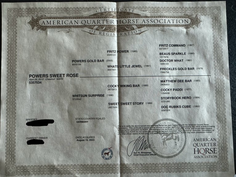 American Quarter Horse Klacz 15 lat 153 cm Ciemnokasztanowata in Daleiden