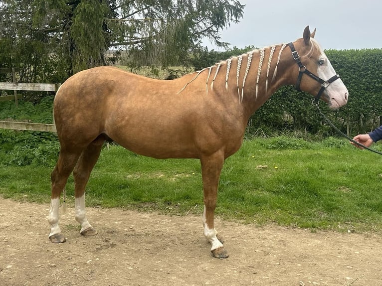 American Quarter Horse Klacz 15 lat 153 cm Ciemnokasztanowata in Brecon