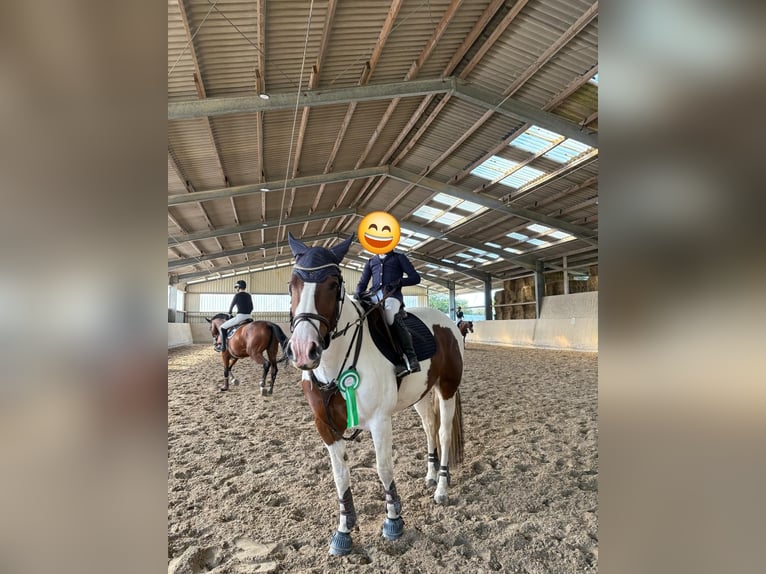 American Quarter Horse Mix Klacz 15 lat 154 cm Srokata in Windeck