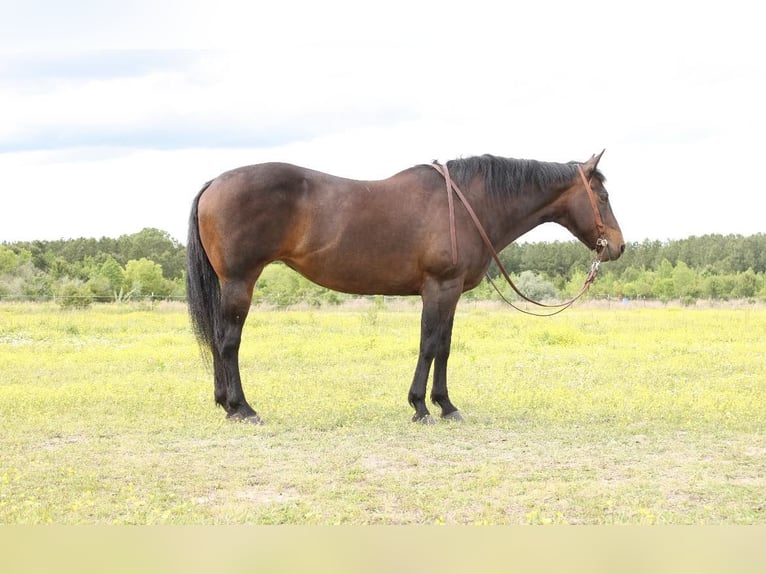 American Quarter Horse Klacz 15 lat 157 cm Gniada in Moydock NC