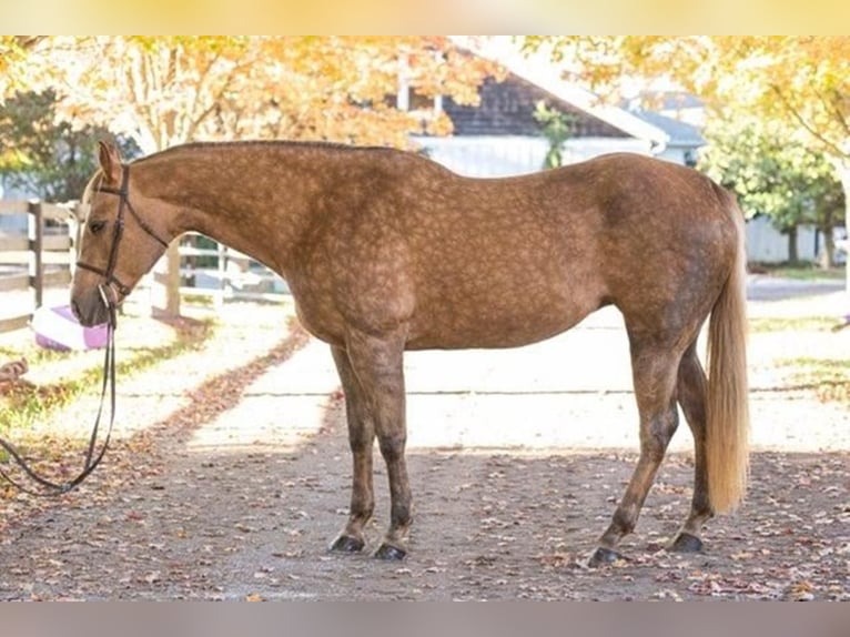 American Quarter Horse Mix Klacz 15 lat 160 cm in Centereach, NY