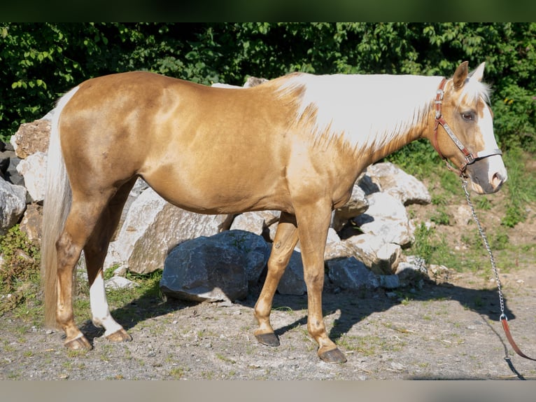 American Quarter Horse Klacz 15 lat Izabelowata in Niedersayn