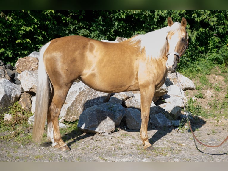 American Quarter Horse Klacz 15 lat Izabelowata in Niedersayn