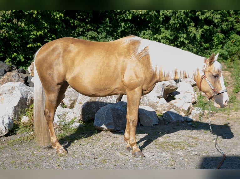 American Quarter Horse Klacz 15 lat Izabelowata in Niedersayn