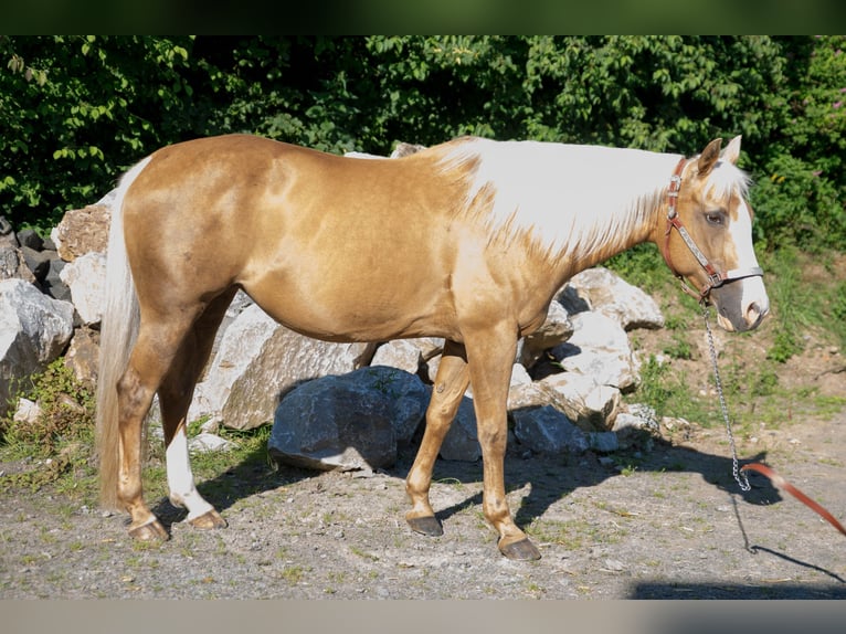 American Quarter Horse Klacz 15 lat Izabelowata in Niedersayn