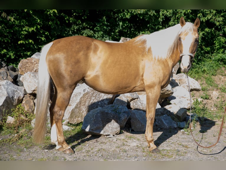 American Quarter Horse Klacz 15 lat Izabelowata in Niedersayn