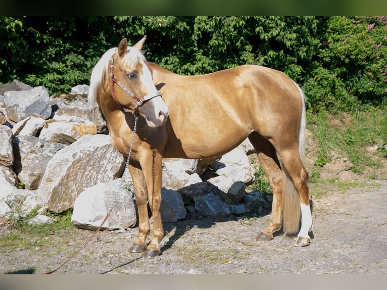 American Quarter Horse Klacz 15 lat Izabelowata in Niedersayn