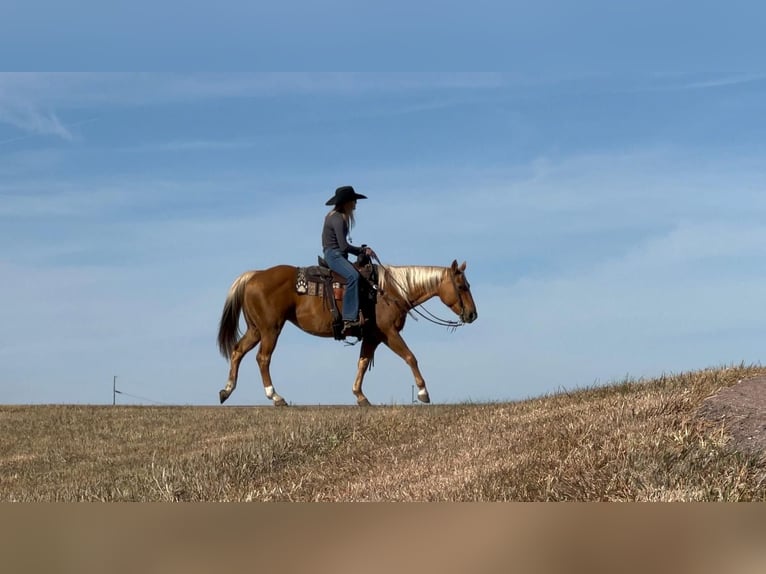 American Quarter Horse Mix Klacz 15 lat Izabelowata in Brandon, SD